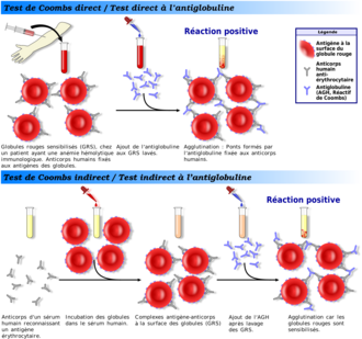 coombs-test